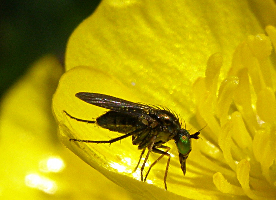 Con quegli occhi verdi: Dolichopodidae
